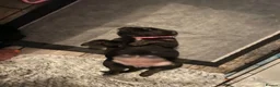 Mixed Breed dogs for sale: STAFFWEILER PUPPIES in Christchurch - Advert 12