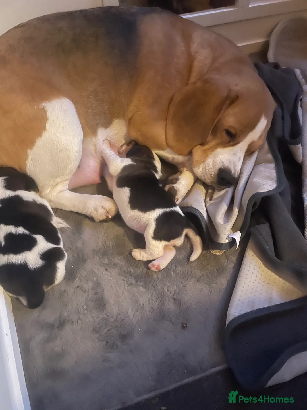 Beagle dogs for sale: TOP KC REG PUOS READY APRIL 5⭐️ lic  - Advert 2