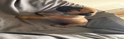 Presa Canario dogs for sale: Presa Canario Puppies Availale  - Advert 37
