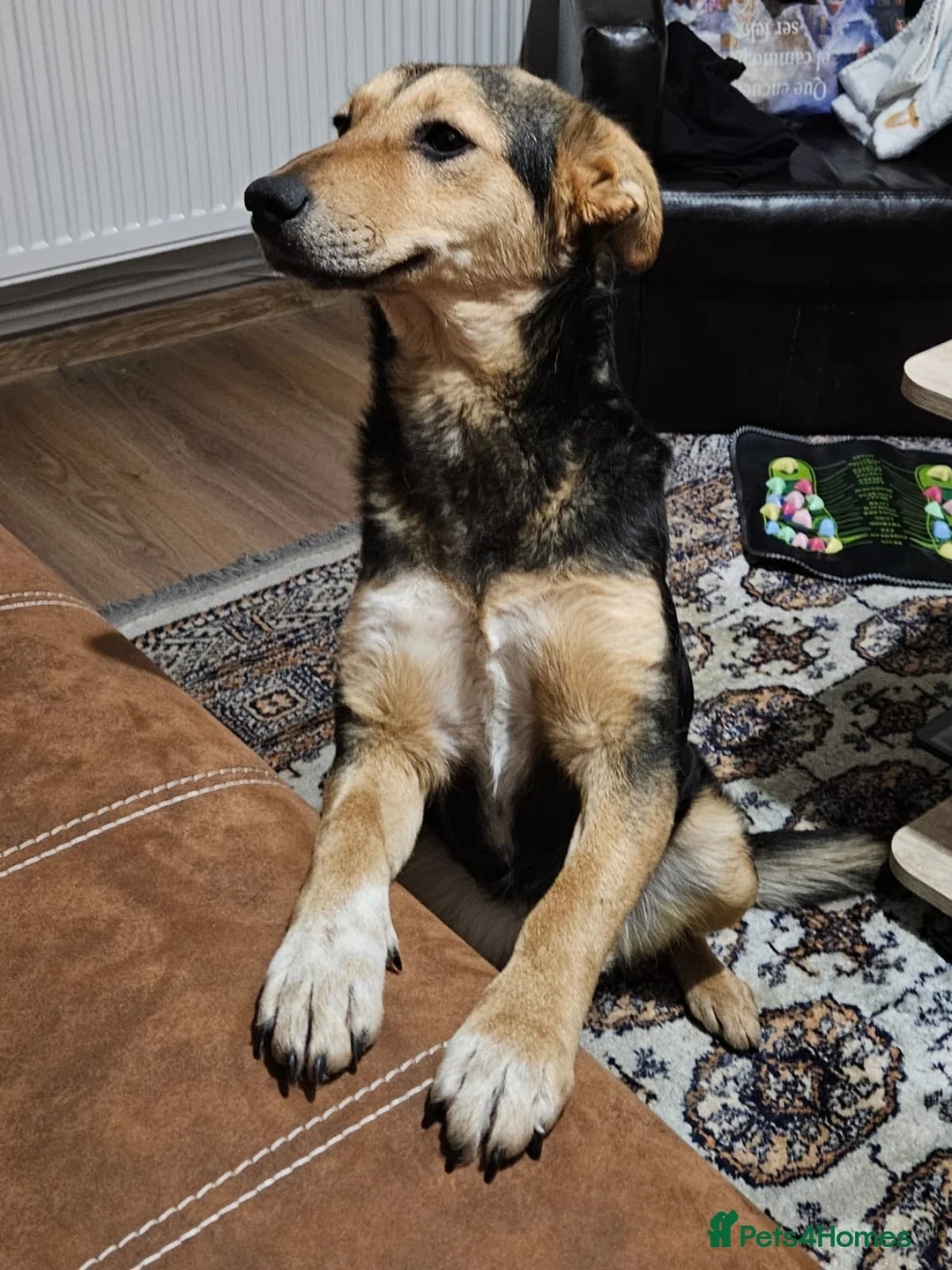 Mixed Breed dogs for adoption: 🐾 Meet Larisa - a gentle girl for a Loving Home💛 - Advert 37