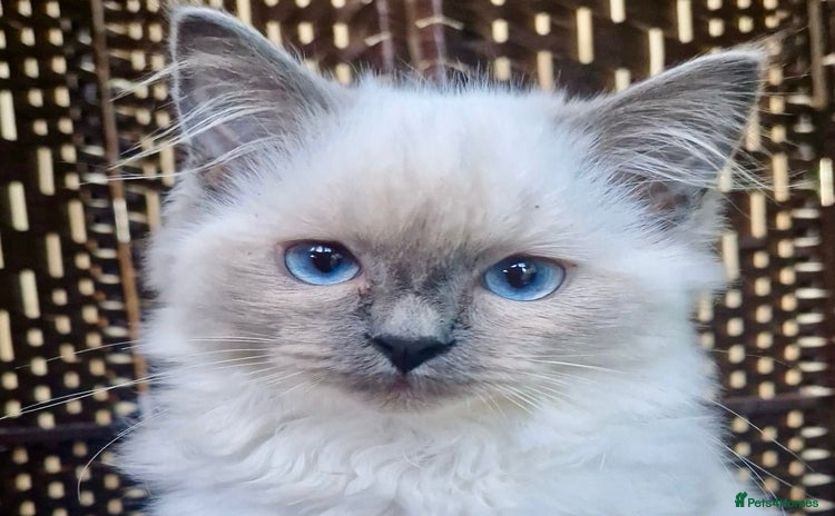 Ragdoll cats - Advert 8