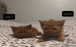 British Shorthair cats for sale: British shorthair kittens and scotish fold  - Image 6