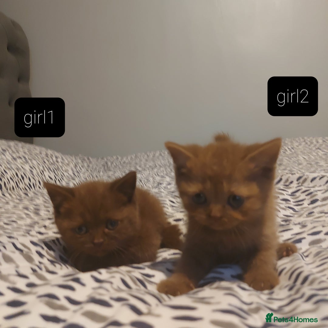 British Shorthair cats for sale: British shorthair kittens and scotish fold  - Image 6