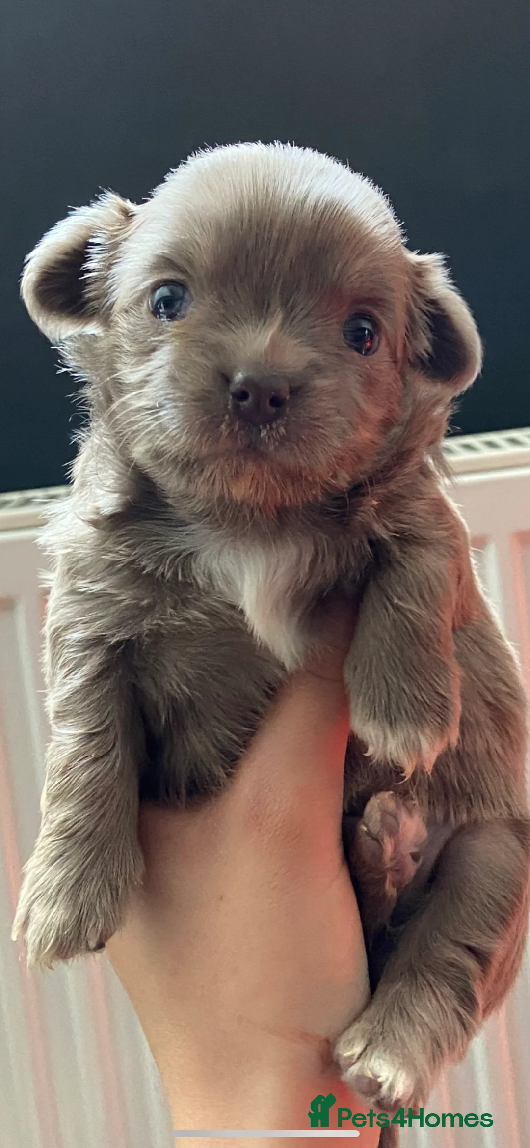 Chihuahua dogs for stud: KC Registered Blue Double KB in Chorley - Advert 6