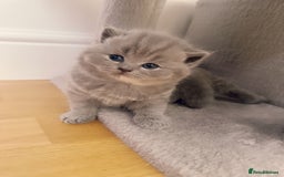 British Shorthair cats for sale: Adorable Purebred British Shorthair Kittens 🐾 - Image 7