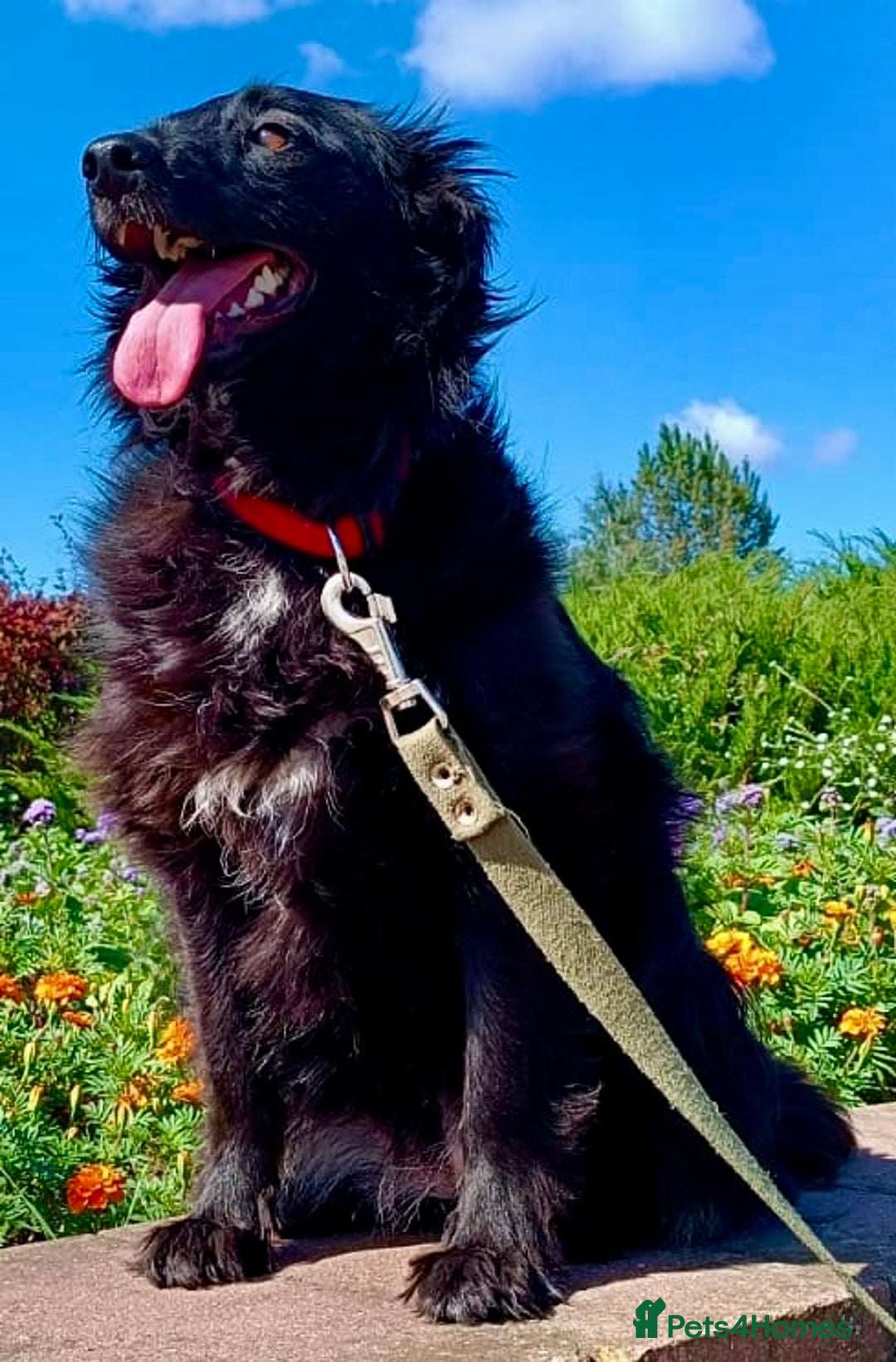 Border Collie dogs for adoption:  SOFIA – Female Border Collie - Advert 3