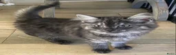 Mixed Breed cats for sale: Long haired ghost grey kittens  - Advert 7
