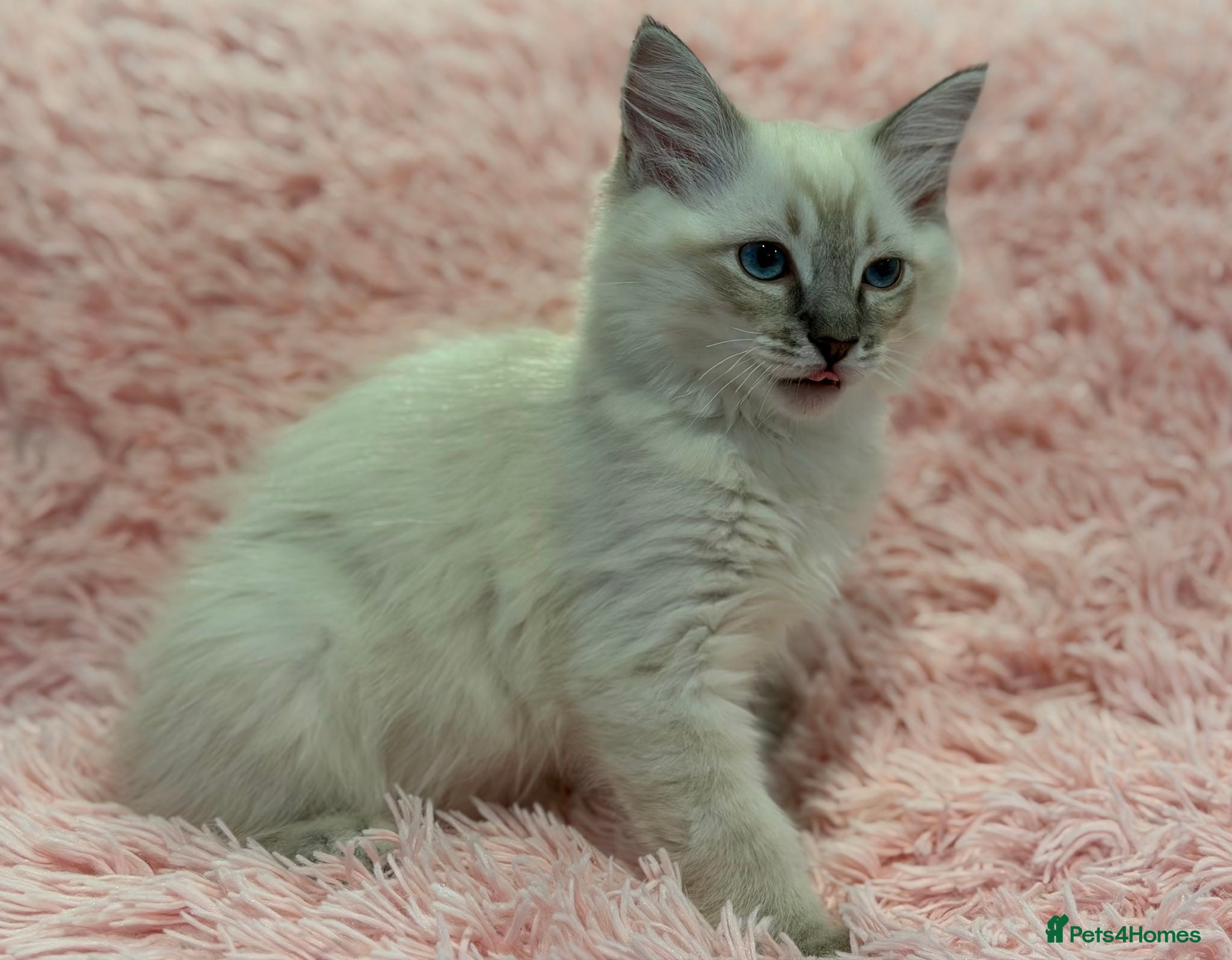 Ragdoll cats for sale: Stunning Pure Ragdoll Kittens ready to go now in London - Advert 4