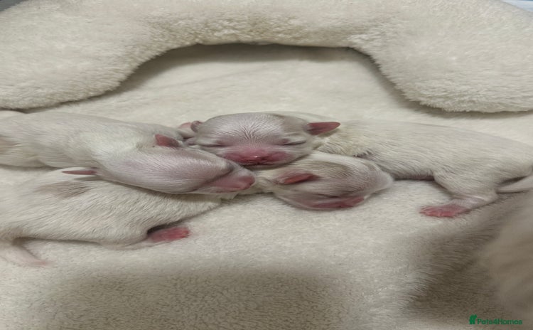 Maltese dogs - Advert 1