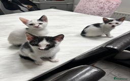 Mixed Breed cats for sale: *Ready to go* - Image 6