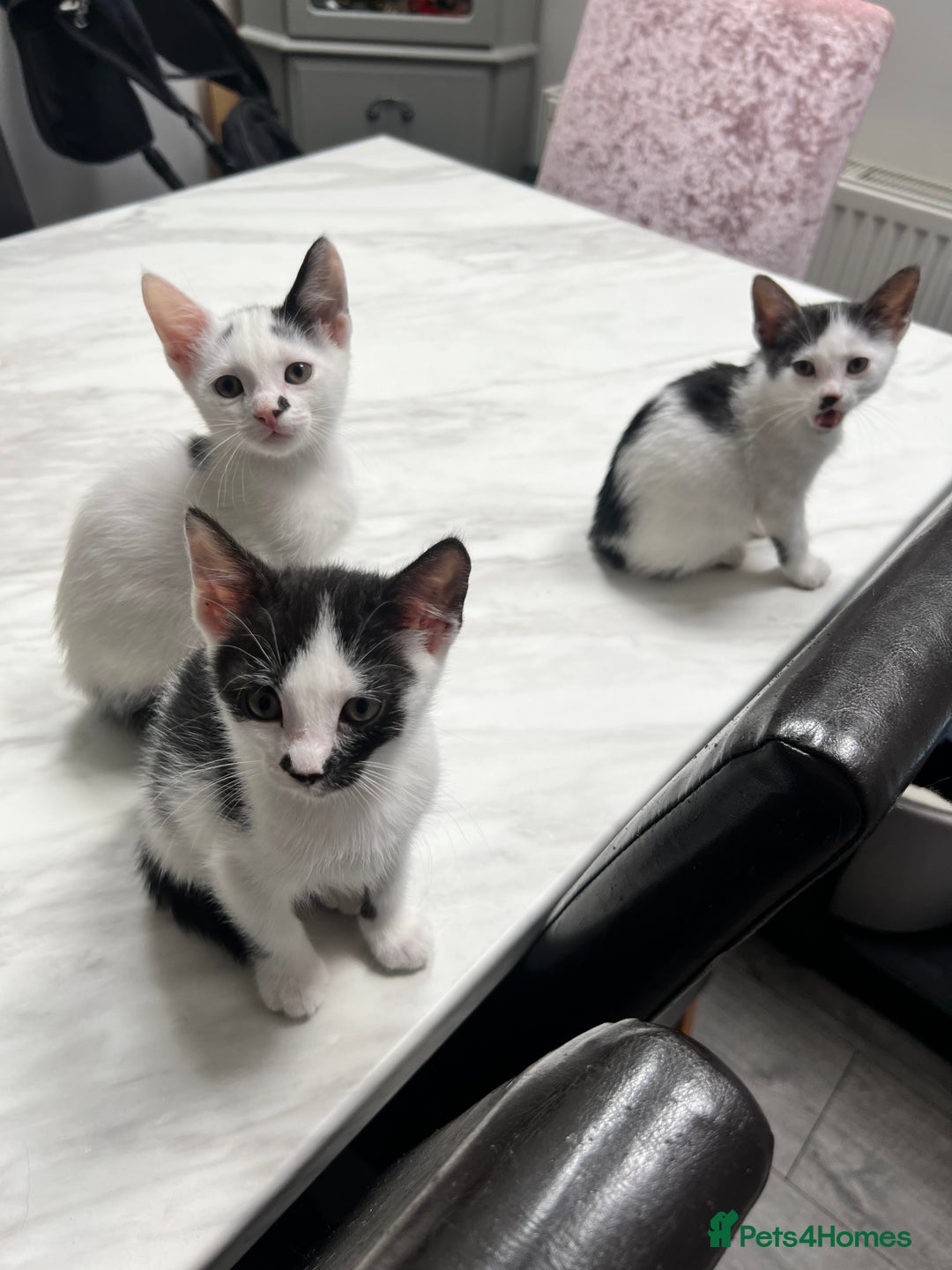 Mixed Breed cats for sale: *Ready to go* - Image 6