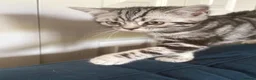 British Shorthair cats for sale: British Shorthair Silver tabby male kitten  - Advert 5