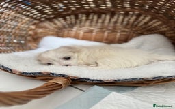 Maltese dogs for sale: 5 Generation KC registered Maltese - Image 20