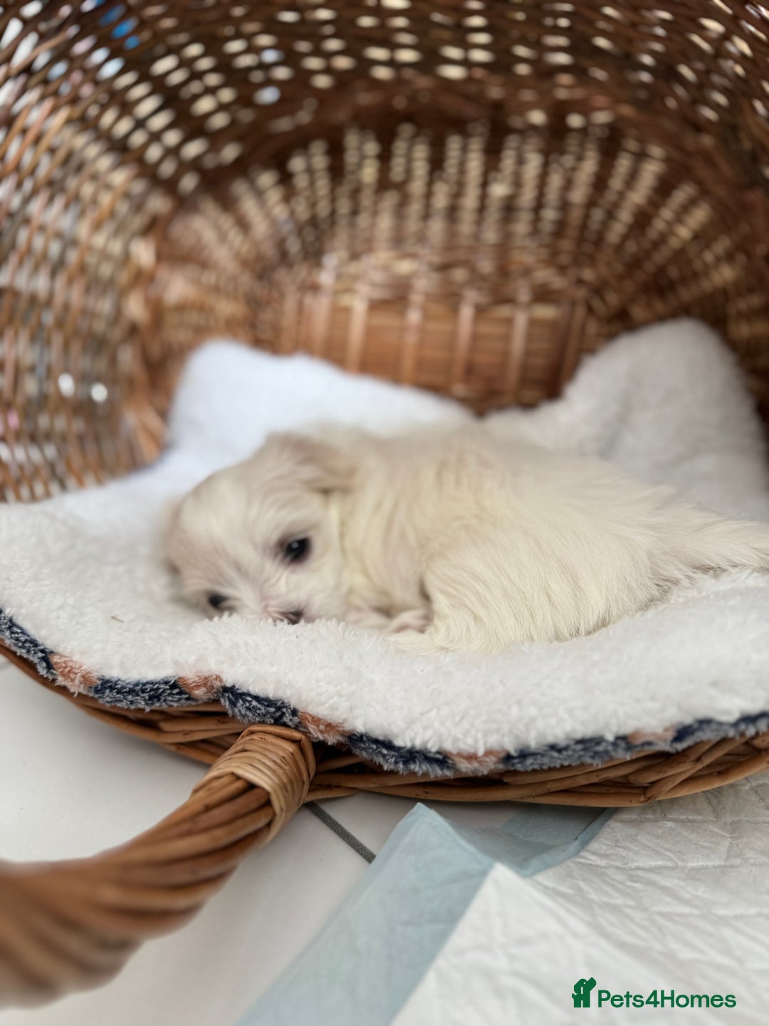 Maltese dogs for sale: 5 Generation KC registered Maltese - Image 20