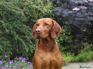 Hungarian Vizsla dogs in Horsham - Advert 1