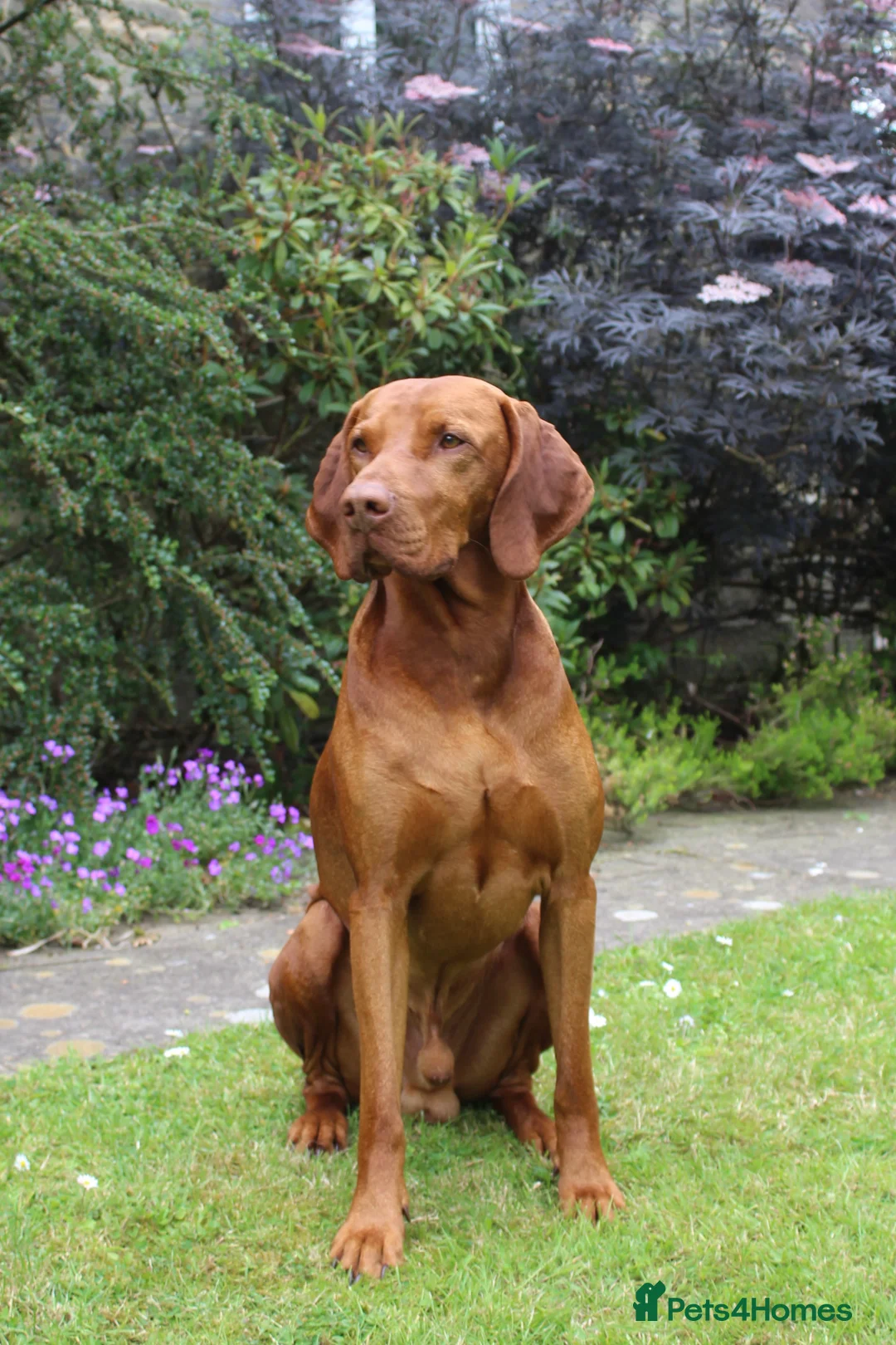 Hungarian Vizsla dogs for stud: KC registered, World Champion blood line stud.  - Advert 1