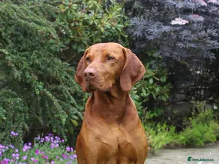 Hungarian Vizsla dogs KC registered, World Champion blood line stud. - Advert 1