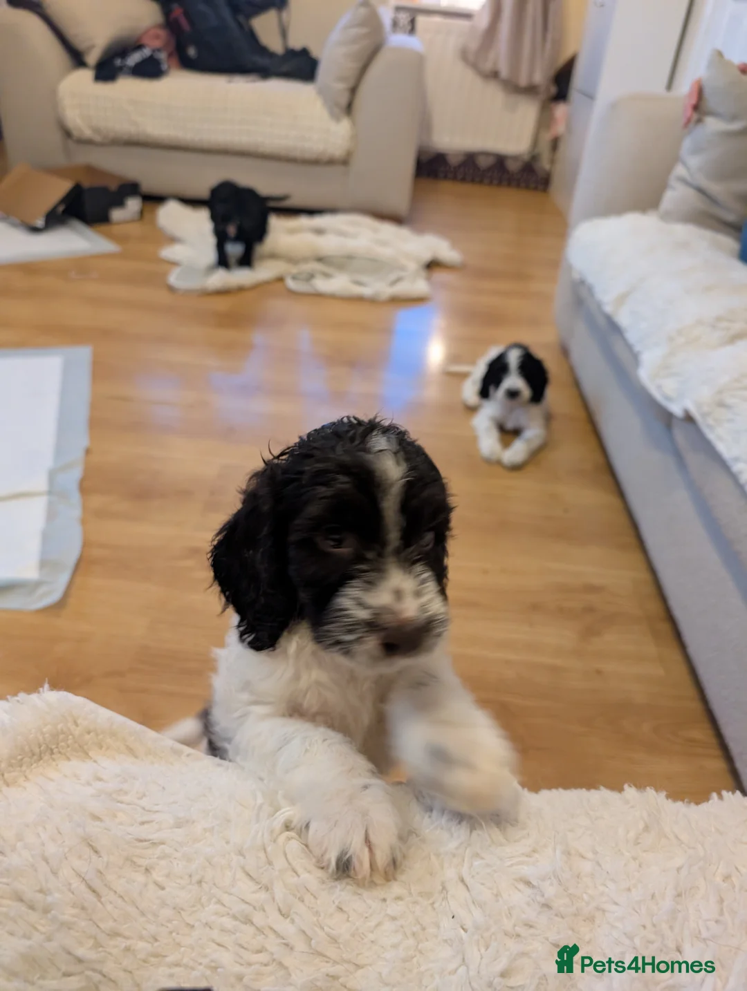 Cockapoo dogs for sale: Three Male Cockapoo puppies  - Advert 1