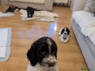 Cockapoo dogs Three Male Cockapoo puppies - Advert 6