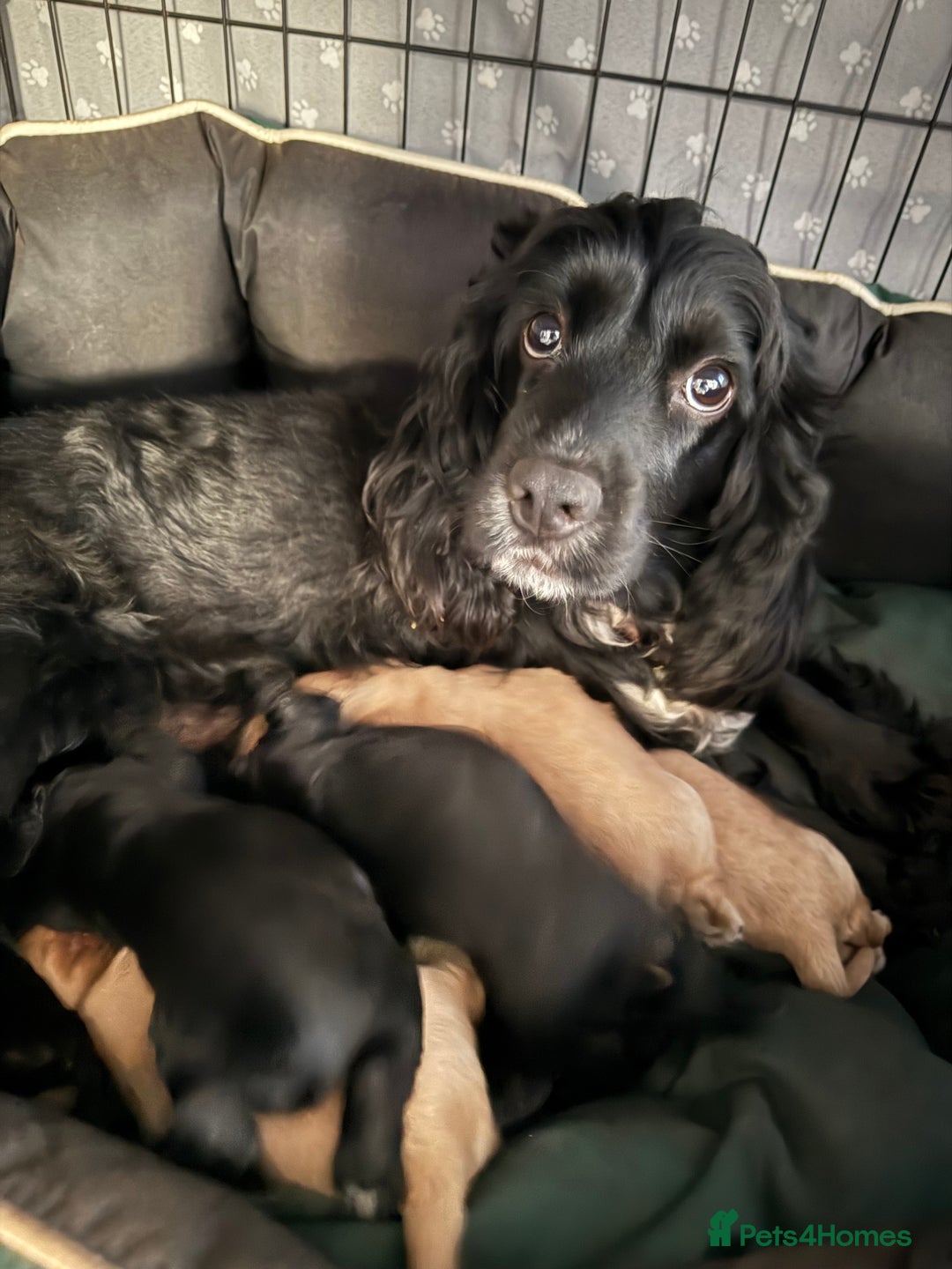 Cocker Spaniel dogs for sale: Show-type cocker spaniels - Image 4