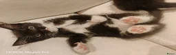 Ragdoll cats for sale: Two Gorgeous Female Kittens Looking for Their Home - Advert 7