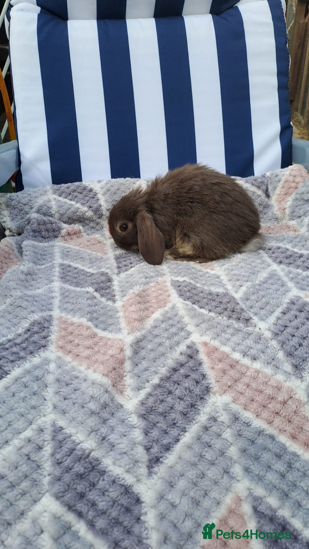 Mini Lop rabbits for sale: Mini lops boys ready to leave  - Image 9