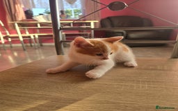 Mixed Breed cats for sale: 8 kittens for sale  - Image 8