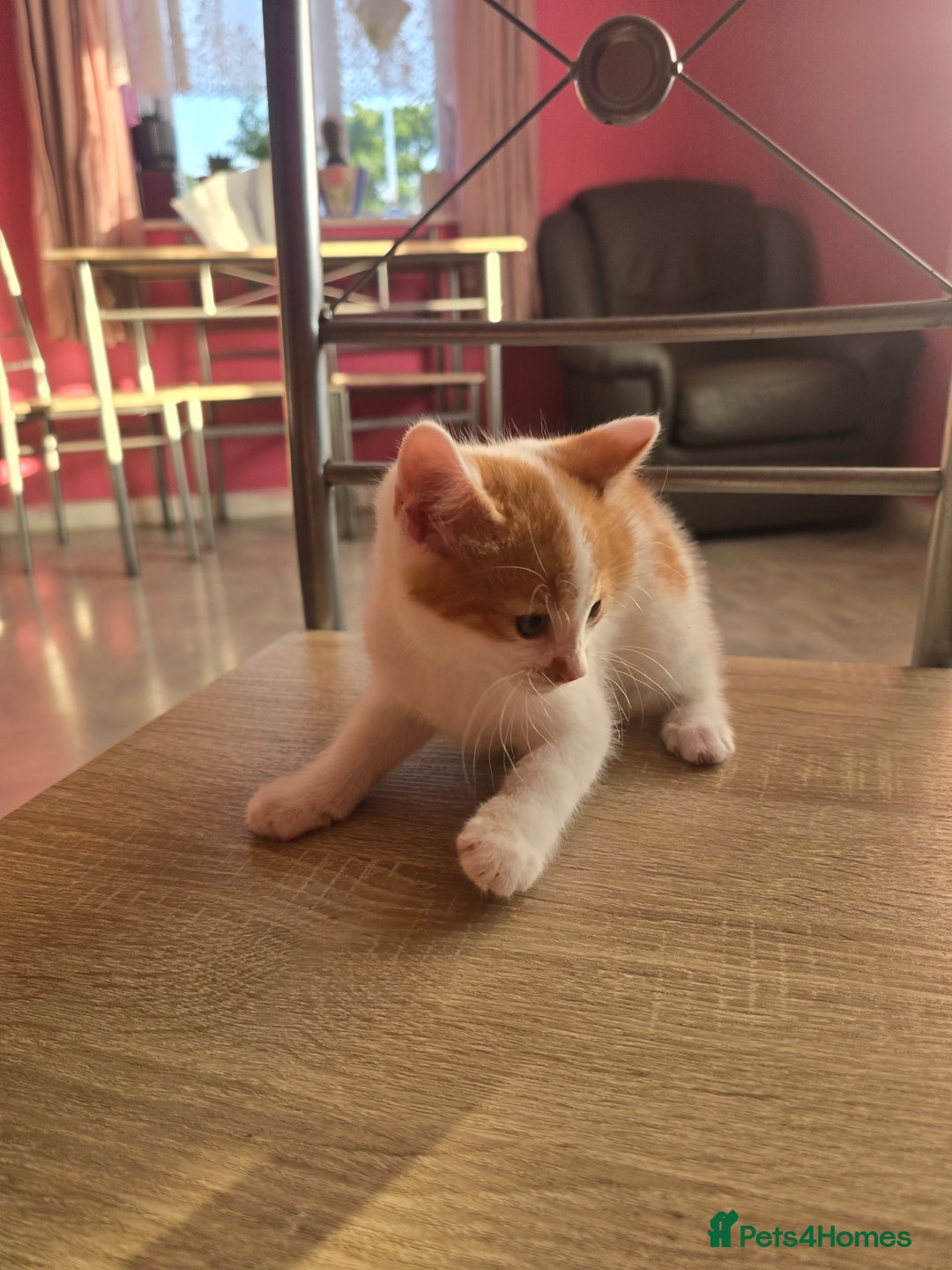 Mixed Breed cats for sale: 8 kittens for sale  - Image 8