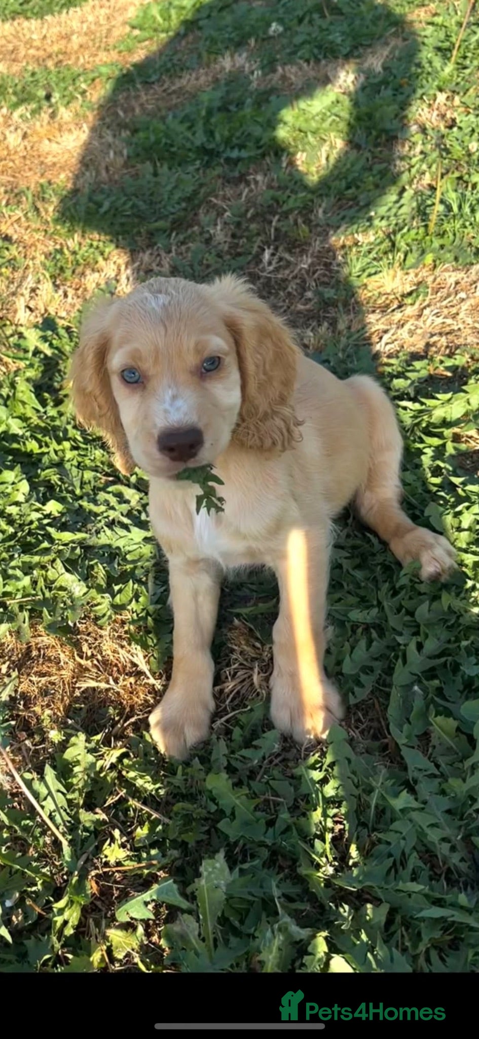 Cocker Spaniel dogs 2male and female cockers looking for new homes  - Advert 12