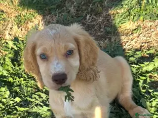 Cocker Spaniel dogs 2male and female cockers looking for new homes - Advert 12