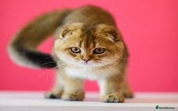 Scottish Fold cats for sale: Scottish Straight Golden Shaded Rare Affectionate - Image 21