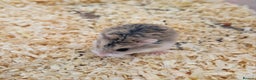 Hamster rodents for sale: A Roborovski dwarf hamster for sale in Birmingham - Advert 1