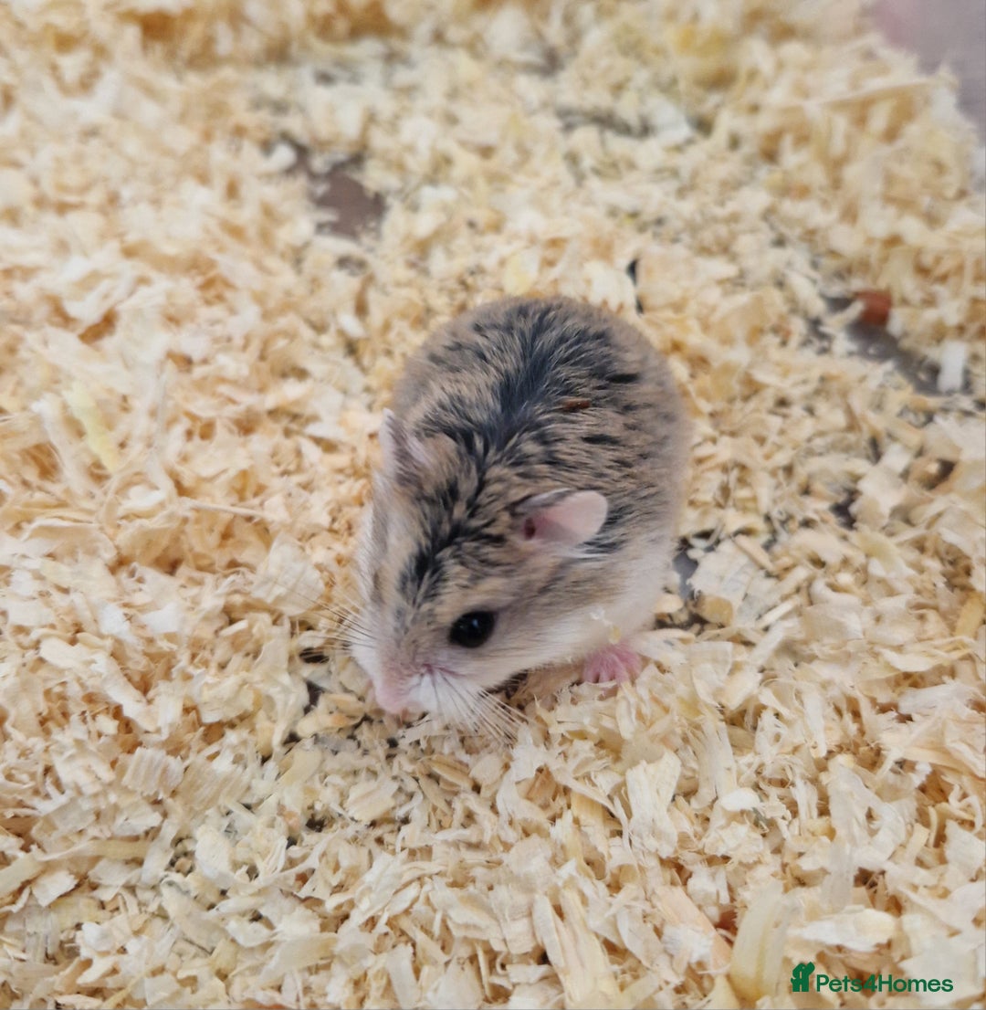 Hamster rodents for sale: A Roborovski dwarf hamster for sale in Birmingham - Image 1