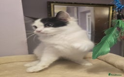 Siberian cats for sale: Beuatiful Siberian Male Kitten  - Image 16