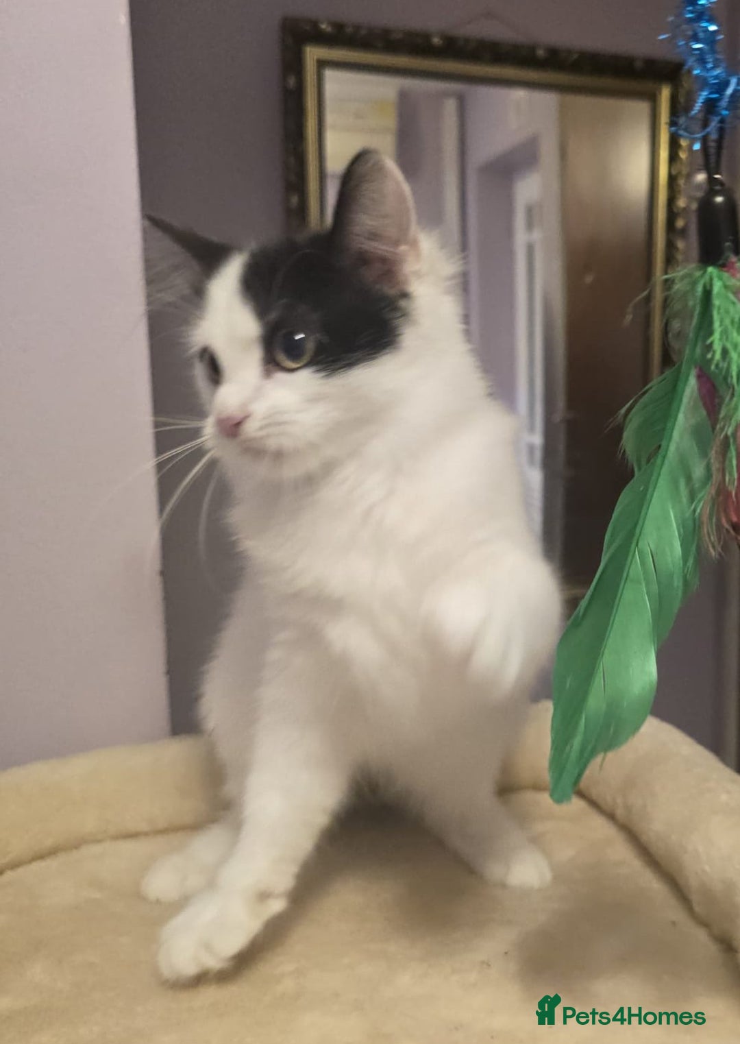 Siberian cats for sale: Beuatiful Siberian Male Kitten  - Image 16