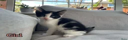 European cats for sale: Kittens ready to go  - Advert 12