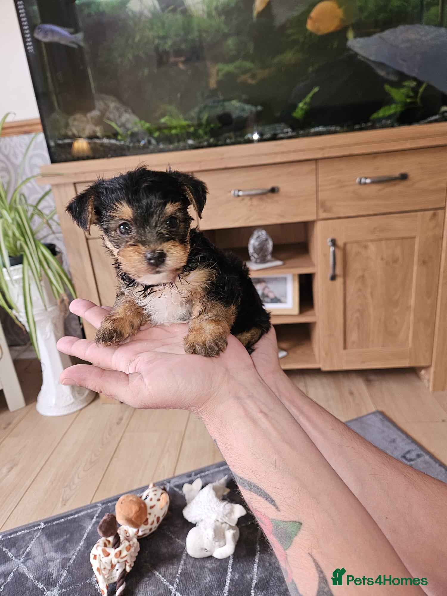 Yorkshire Terrier dogs Miniature Yorkshire Terrier boys - Advert 8