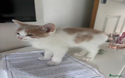 Mixed Breed cats for sale: 4 kittens ready for their new homes  - Image 9