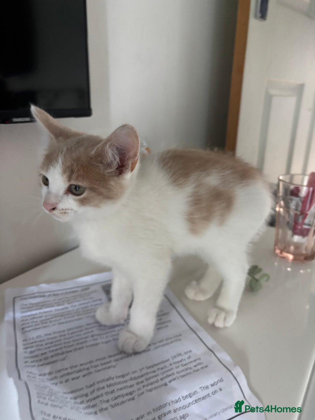 Mixed Breed cats for sale: 4 kittens ready for their new homes  - Image 9
