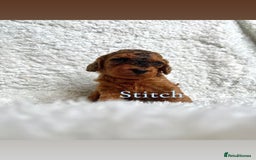 Cockapoo dogs for sale: F2B Red Cockapoos **BOTH PARENTS DNA CLEAR** - Image 32