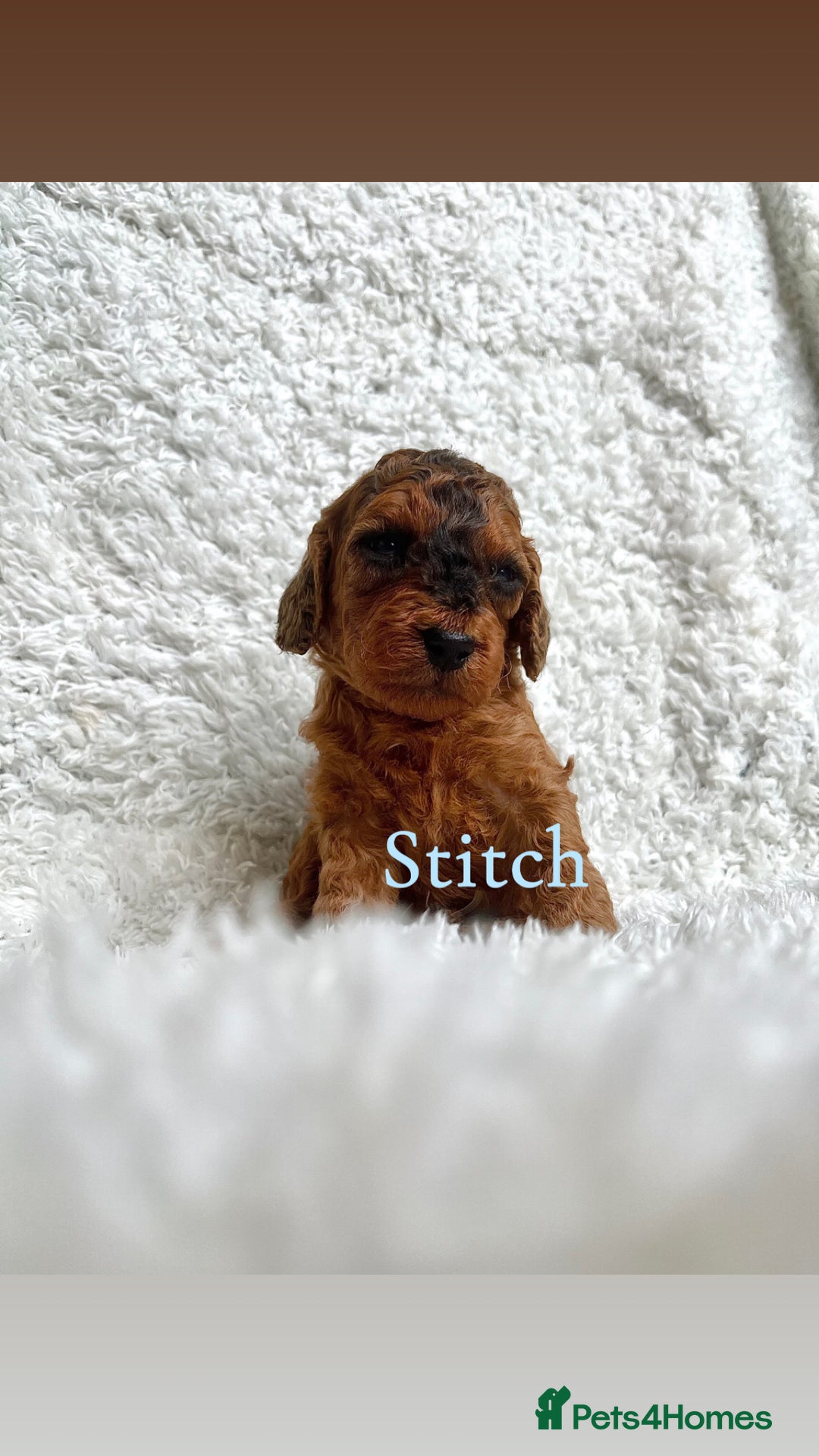 Cockapoo dogs for sale: F2B Red Cockapoos **BOTH PARENTS DNA CLEAR** - Image 32