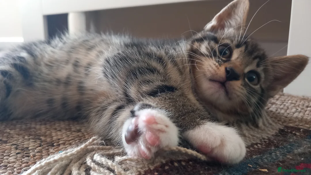 Mixed Breed cats for sale: Beautiful male tabby kitten  - Advert 2