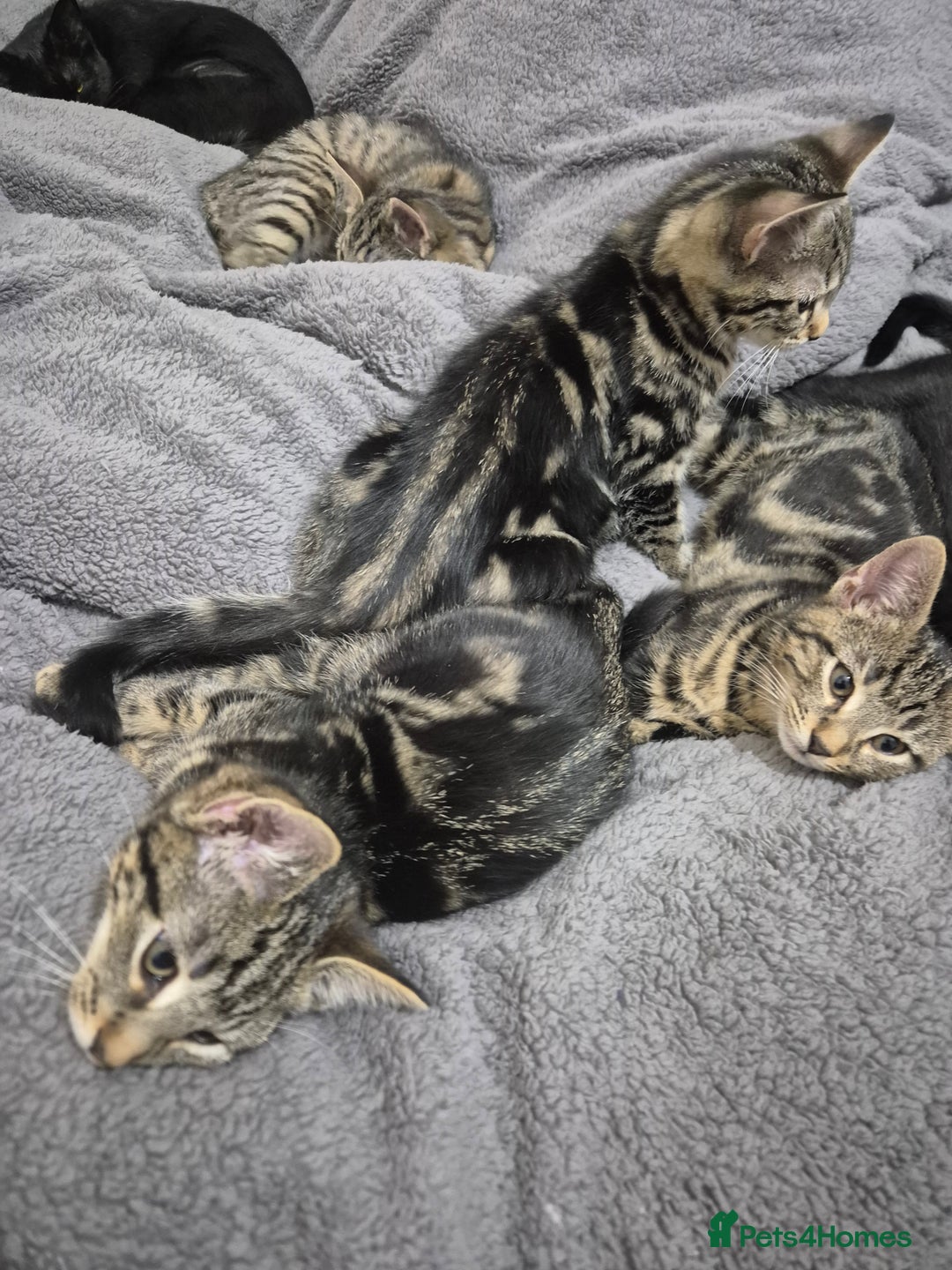 Mixed Breed cats for sale: 5 lovely affectionate kitten looking for home - Advert 12