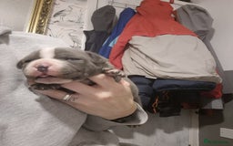 Staffordshire Bull Terrier dogs for sale: Blue and white pup  - Image 3