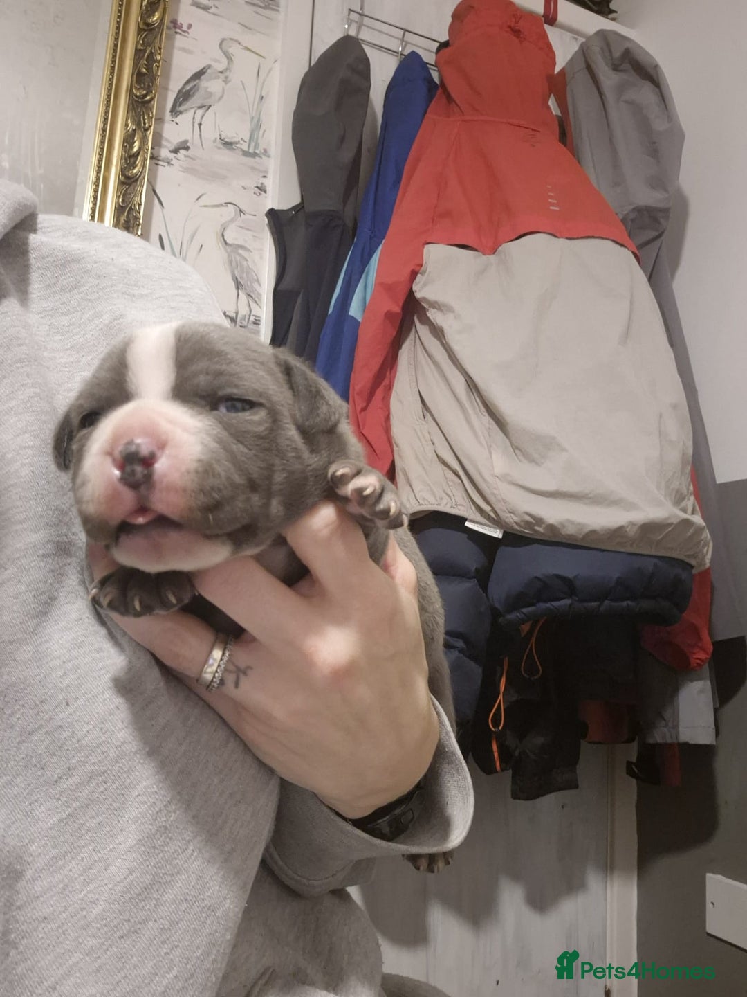 Staffordshire Bull Terrier dogs for sale: Blue and white pup  - Image 3