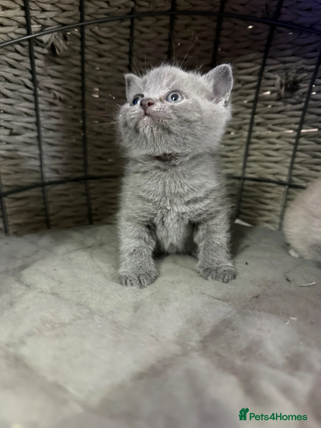 British Shorthair cats for sale: British shorthair  - Advert 9