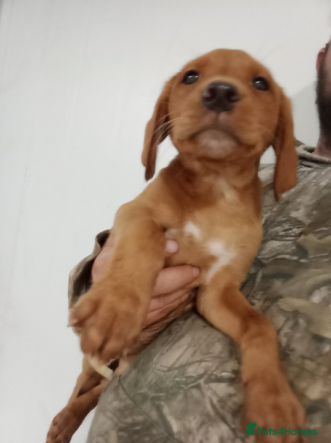 Labrador Retriever dogs for sale: Kc reg fox red working Labradors  - Image 10