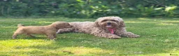 Cavapoo dogs for sale: Dog Trainer’s Cavapoo fur babies   - Advert 4