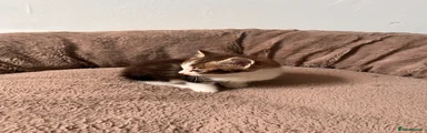 Mixed Breed Kitten 3