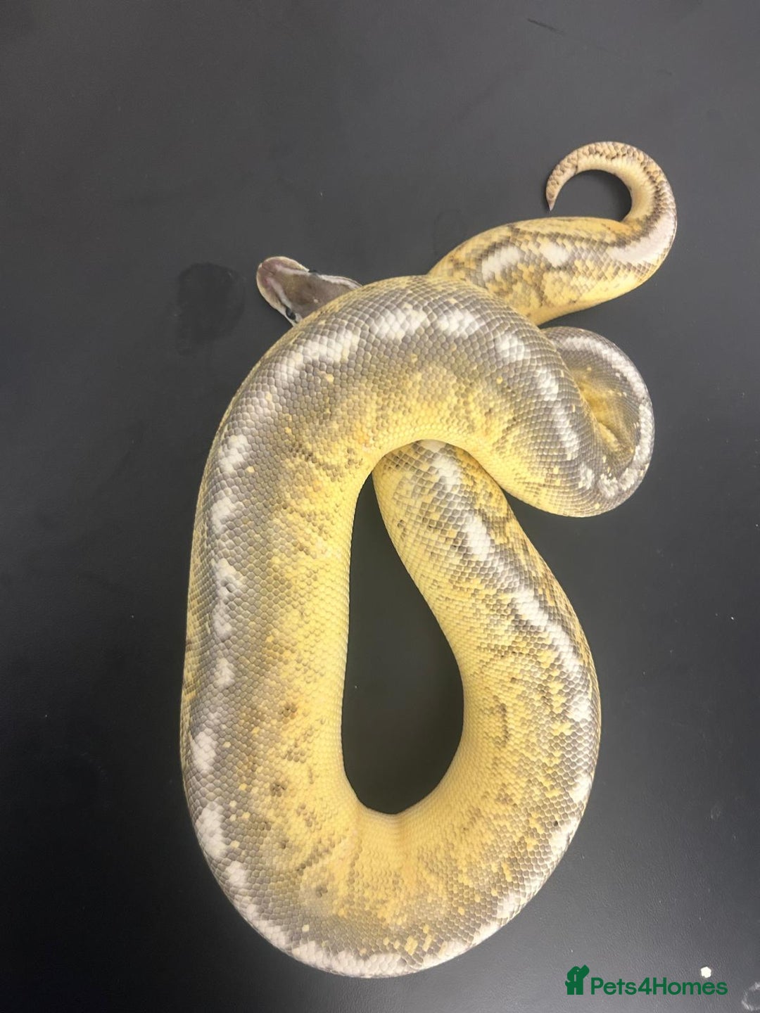 Python Snake reptiles for sale: Ball Pythons  - Advert 5